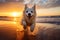 White dog dashing across the sandy shore as the sun sets in a spectacular burst of colors. Ai generated