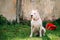 White Dog Of Dogo Argentino Also Known As The Argentine Mastiff