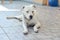 White Dog Dogo Argentino Argentine Mastiff