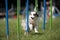 White dog doing slalom on agility course