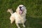 White Dog English Setter Smiling on the Grass