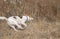 White dog galloping in wild grass while hunting outdoors