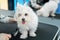 A white dog gets a haircut at a barbershop. Bolonka Bolognese