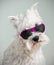 White dog with glamour sunglasses