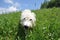 White dog in the green grass