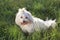 White dog in the green grass - Bichon Maltese Dog Breed