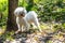 White Dog on Green Grass / A white maltese dog standing on green