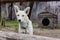 White dog guarding barn