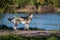 A white dog Husky with dark spots walks and looks at the photographer. Park near the river. Sunny day. Pets.