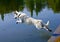 White dog jumping in water