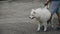 A white dog is kept on a leash by its owner.