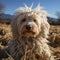 White dog of the Komondor breed, or Hungarian Shepherd. An animal with unusual hair in the form of dreadlocks.