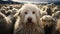 White dog of the Komondor breed, or Hungarian Shepherd. An animal with unusual hair in the form of dreadlocks.