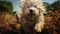 White dog of the Komondor breed, or Hungarian Shepherd. An animal with unusual hair in the form of dreadlocks.