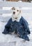 White dog in a large denim jacket for a man sits on bench in the snow outdoors