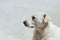 White dog lies on the background of the light wall. Muzzle dogs.