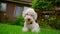 White dog looking at camera. White poodle dog lying on grass. Dog running away