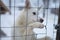 White dog looking forward from the cage. Animals background. Pets