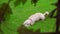 White dog lying on green grass. Camera spying on white poodle lying on grass