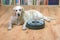 White dog is lying next to the robotic vacuum cleaner