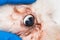 White dog with malassezia pachydermatis around the eyes