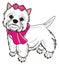White dog in pink clothes