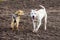 White dog pitbull and brown stray dog on the field. Random acquaintance and establishing contacts_