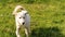 A white dog is playing on a green lawn. A mutt dog runs and jumps on the field. A satisfied pet enjoys life and freedom