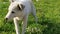 A white dog is playing on a green lawn. A mutt dog runs and jumps on the field. A satisfied pet enjoys life and freedom