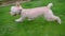 White dog playing with owner. Poodle dog running with ball in mouth on grass