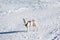 White dog playing tenis ball in snow