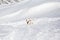 White dog playing tenis ball in snow