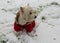 A white dog in red clothes walks in the park in the snow. Jumpsuit for dogs. Favorite pet