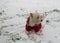 A white dog in red clothes walks in the park in the snow. Jumpsuit for dogs. Favorite pet