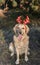 White dog with red deer horns, deer dog, new year, christmas, dog in the forest, golden retriever, dress dog for new year,