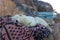 A white dog is resting on a bedspread in a Bedouin village