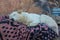 A white dog is resting on a bedspread in a Bedouin village