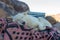 A white dog is resting on a bedspread in a Bedouin village