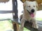 A white dog resting on a roadside shelter.