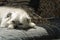 White dog resting on sofa