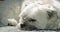 White dog resting on sofa