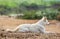 White dog on rock blur background