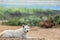 White dog on rock blur background