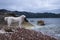 White Dog on the rocky beach