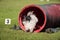 White dog running out of the red tunnel on outdoors agility competition