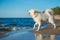 White dog Samoyed barks on the shore of the Baltic Sea