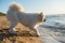 White dog Samoyed barks on the shore of the Baltic Sea