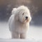 White dog of the samoyed breed in the snow