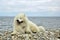 White dog of the Samoyed laika breed on the shore of Lake Baikal