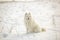 White dog Samoyed play on snow